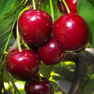 Cseresznye (Prunus avium 'Katalin')