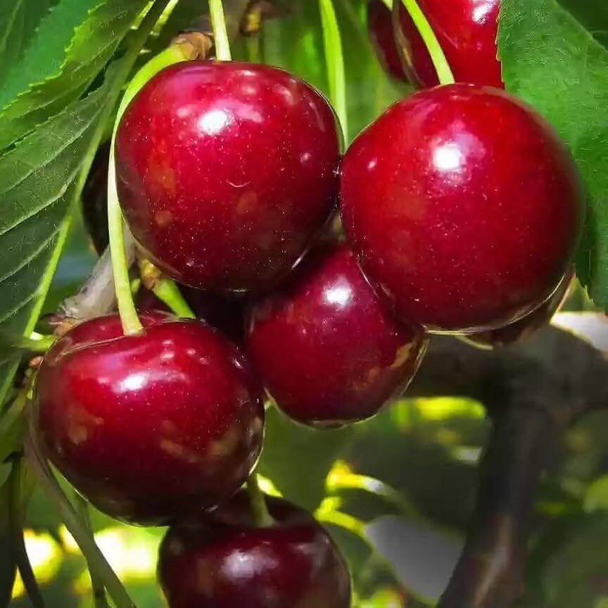 Cseresznye (Prunus avium 'Katalin')