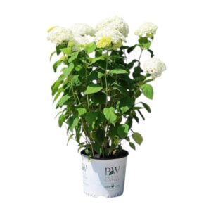 Cserjés hortenzia (Hydrangea arborescens 'Annabelle')