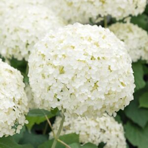 Cserjés hortenzia (Hydrangea arborescens 'Annabelle')