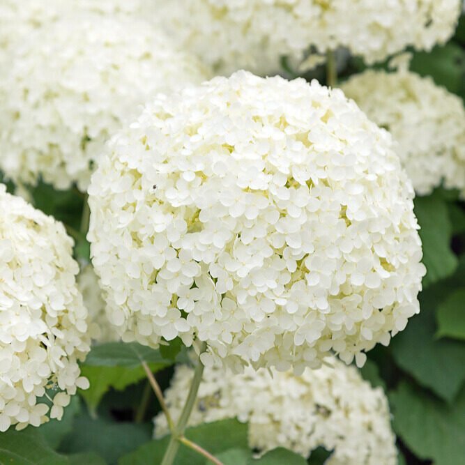 Cserjés hortenzia (Hydrangea arborescens 'Annabelle')