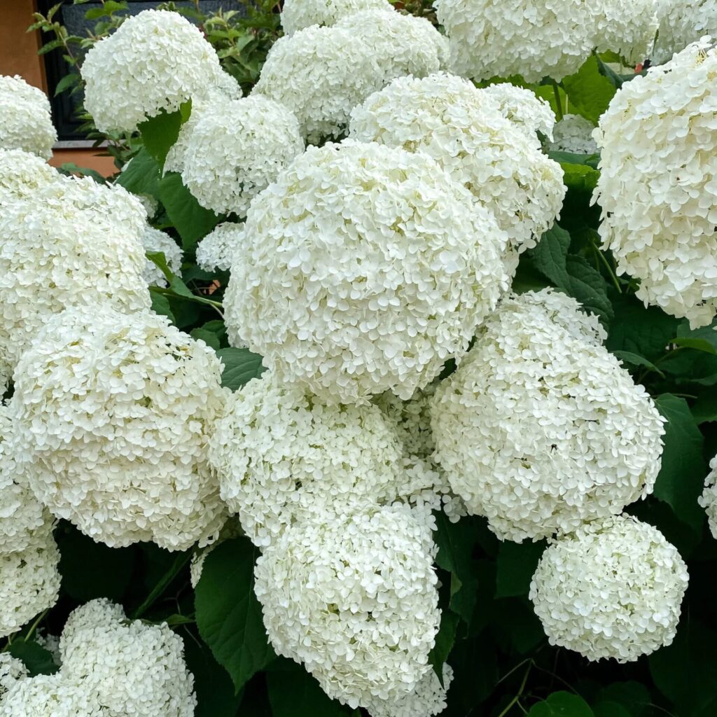 Cserjés hortenzia (Hydrangea arborescens 'Bella Ragazza Blanchetta')