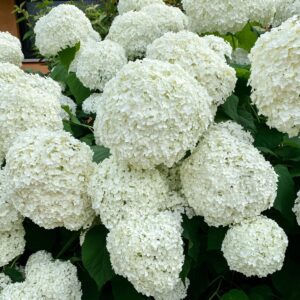 Cserjés hortenzia (Hydrangea arborescens 'Bella Ragazza Blanchetta')