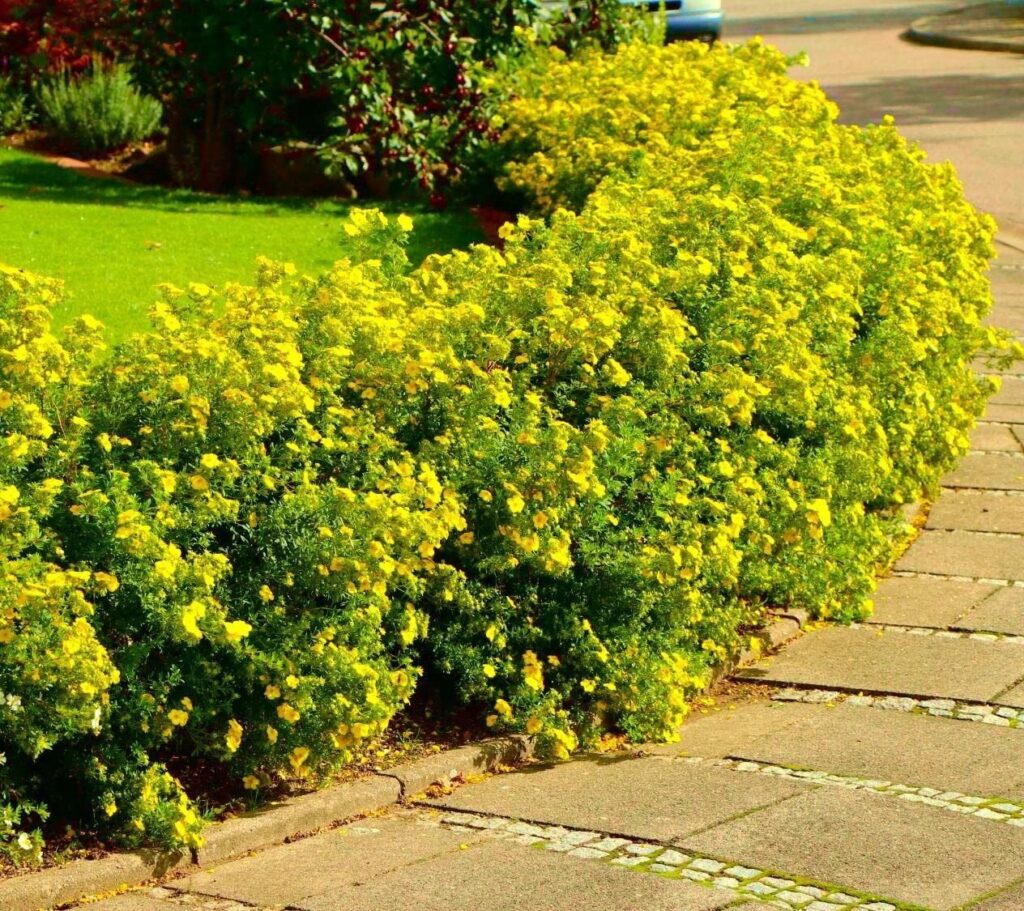 Cserjés pimpó (Potentilla fruticosa 'Goldstar')