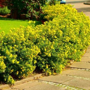 Cserjés pimpó (Potentilla fruticosa 'Goldstar')