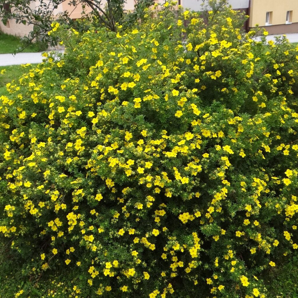 Cserjés pimpó (Potentilla fruticosa 'Tangerine')