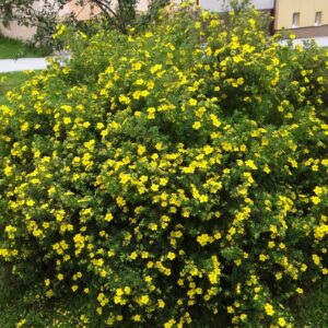 Cserjés pimpó (Potentilla fruticosa 'Tangerine')