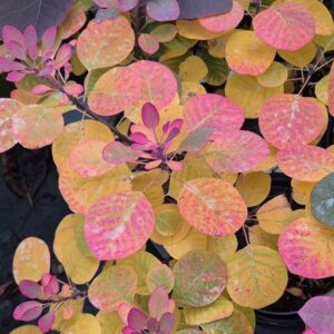 Cserszömörce (Cotinus coggygria 'Flamissimo')