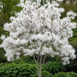Csillagmagnólia (Magnolia stellata 'Royal Star')