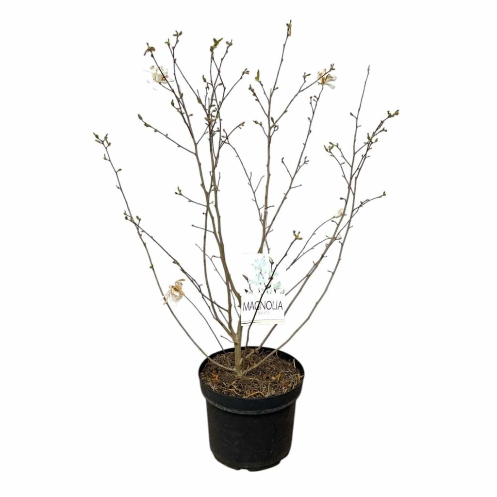 Csillagvirágú liliomfa (Magnolia 'Stellata')