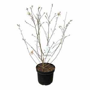Csillagvirágú liliomfa (Magnolia 'Stellata')