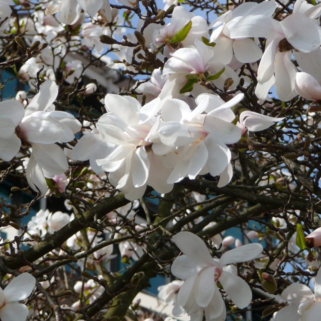 Csillagvirágú liliomfa (Magnolia 'Stellata')