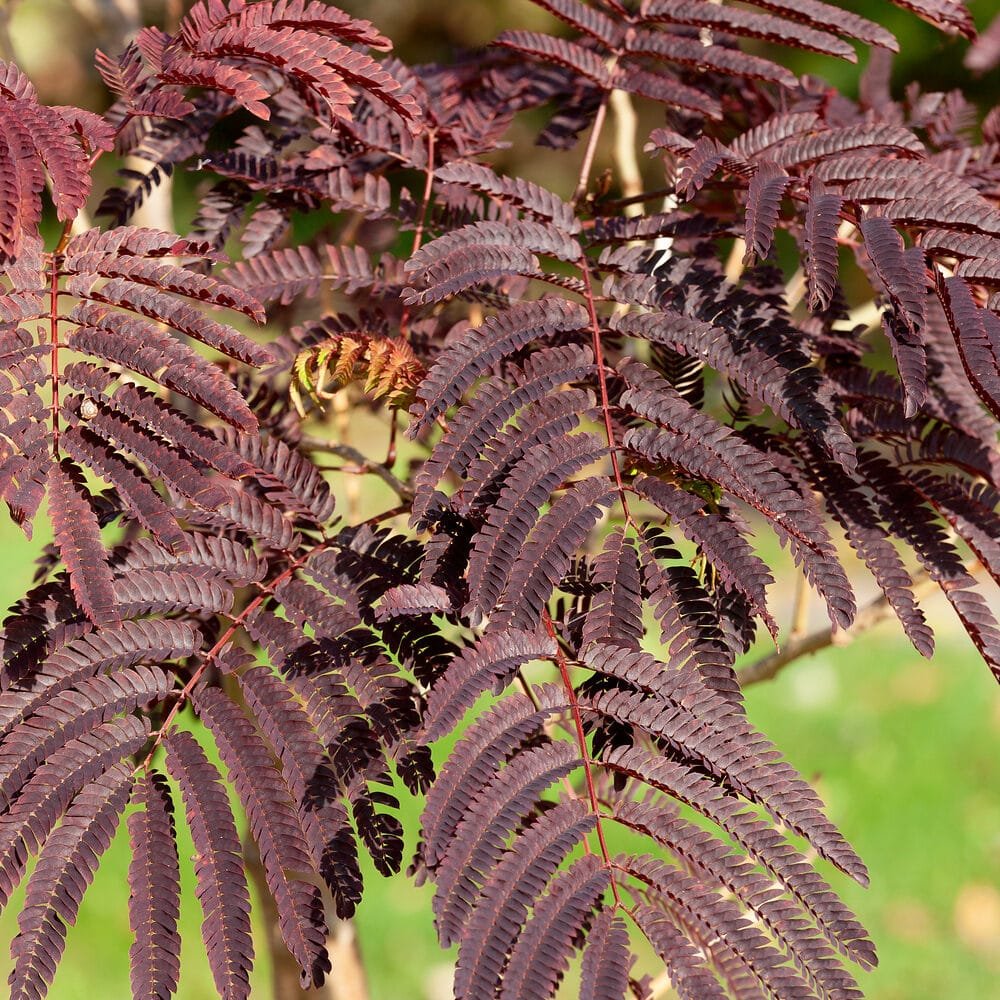 Csokoládélevelű selyemakác (Albizia julibrissin 'Summer Chocolate')