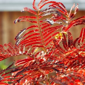 Csokoládélevelű selyemakác (Albizia julibrissin 'Summer Chocolate')