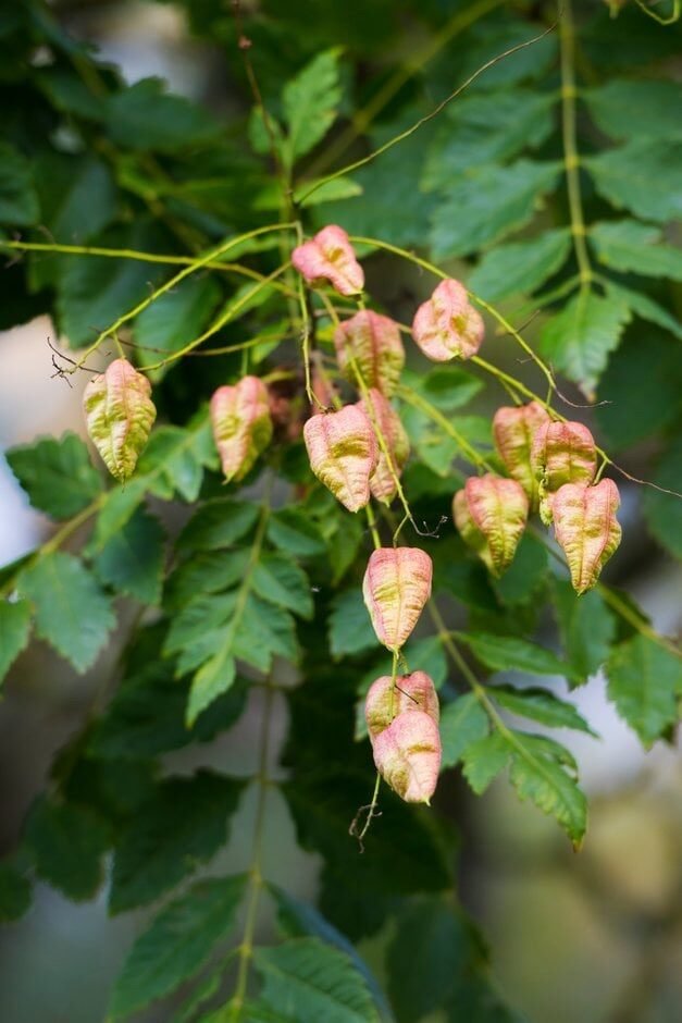 Csörgőfa (Koelreuteria paniculata)