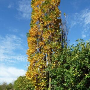 Csörgőfa (Koelreuteria paniculata 'Fastigiata')