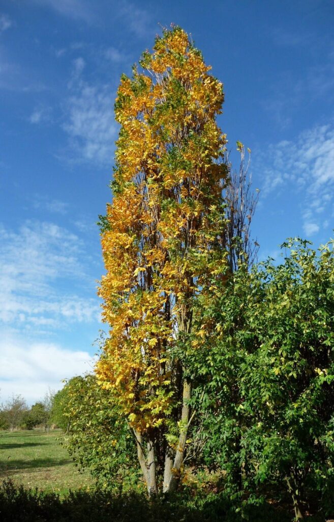 Csörgőfa (Koelreuteria paniculata 'Fastigiata')