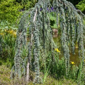 Csüngő atlasz cédrus (Cedrus atlantica 'Glauca Pendula')