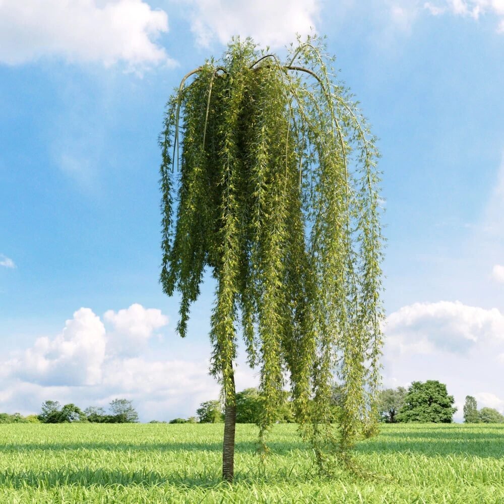 Csüngő borsófa (Caragana arborescens 'Walker')