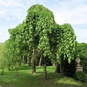 Csüngő fehér eperfa (Morus alba 'Pendula')