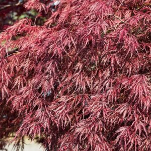 Csüngő japán juhar (Acer palmatum 'Inaba-Shidare')
