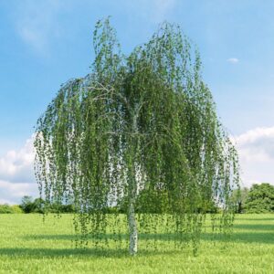 Csüngő nyír (Betula pendula 'Youngii')