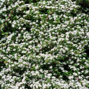 Dammer-madárbirs (Cotoneaster dammeri 'Major')