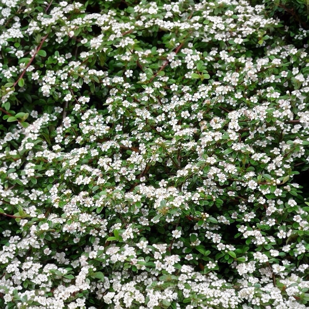 Dammer-madárbirs (Cotoneaster dammeri 'Major')
