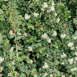 Dammer-madárbirs (Cotoneaster dammeri 'Queen of Carpets')