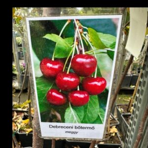 Debreceni bőtermő meggy (Prunus cerasus 'Debreceni Bőtermő')
