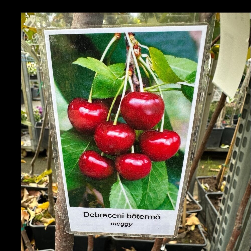 Debreceni bőtermő meggy (Prunus cerasus 'Debreceni Bőtermő')