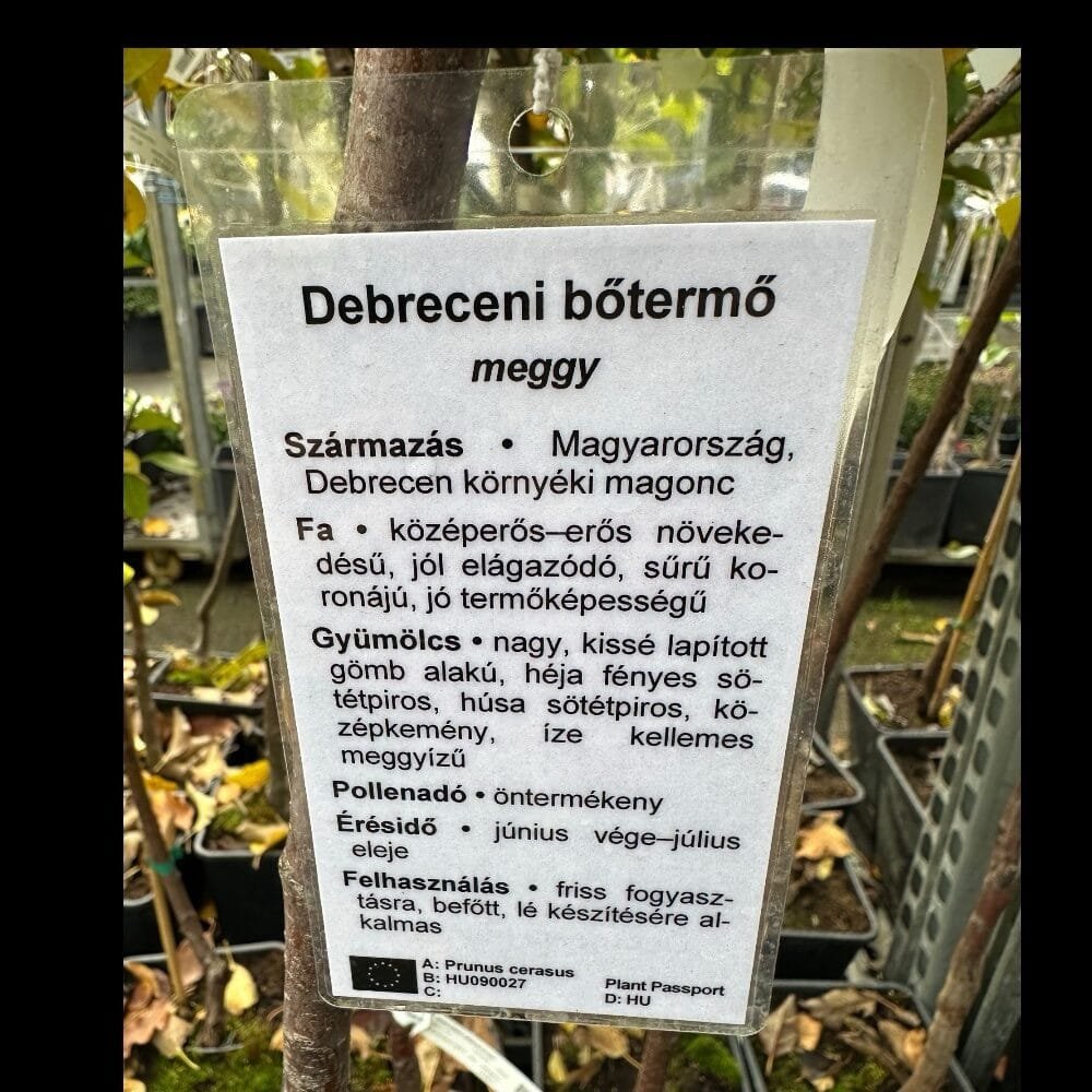 Debreceni bőtermő meggy (Prunus cerasus 'Debreceni Bőtermő')