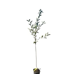 Debreceni bőtermő meggy (Prunus cerasus 'Debreceni Bőtermő')