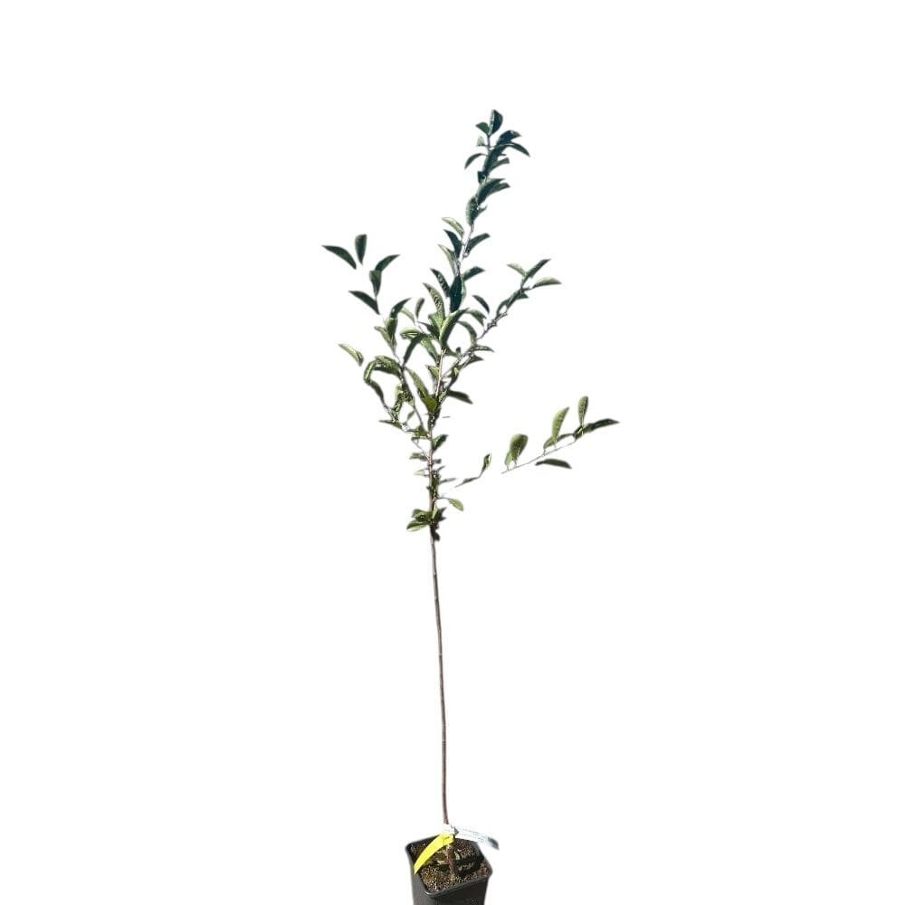 Debreceni bőtermő meggy (Prunus cerasus 'Debreceni Bőtermő')