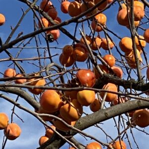 Diospyros kaki 'Rojo Brillante'