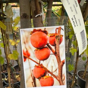 Diospyros kaki 'Tipo'