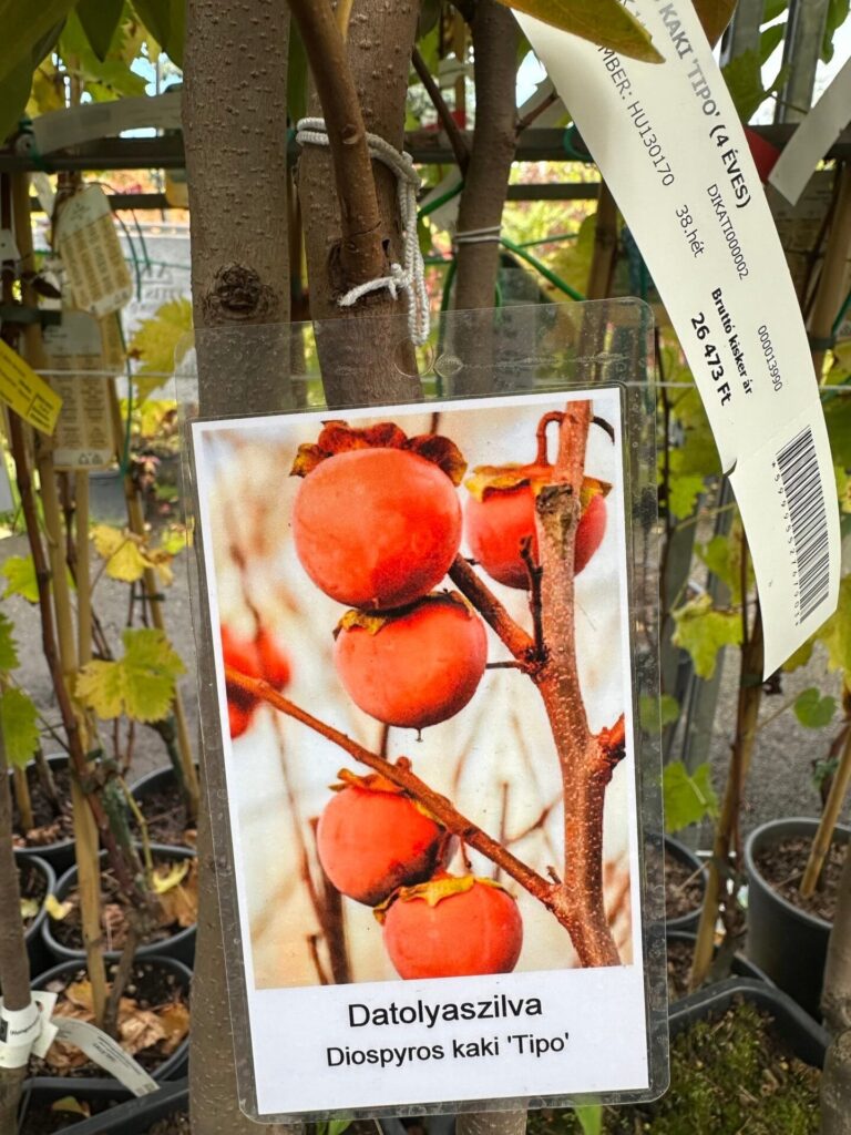 Diospyros kaki 'Tipo'