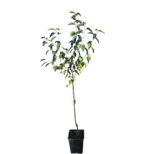 Diospyros kaki 'Tipo'
