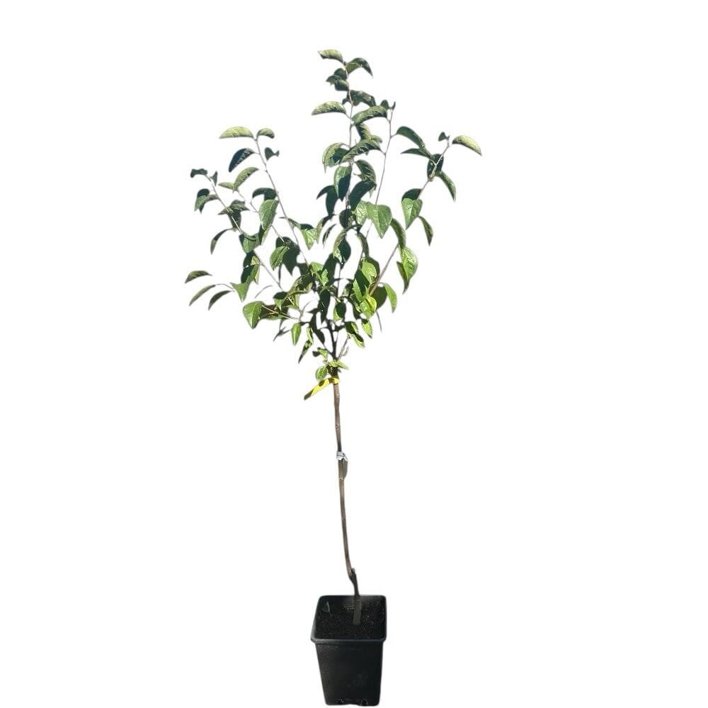 Diospyros kaki 'Tipo'