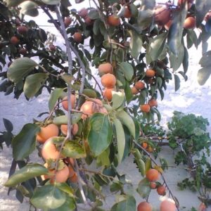 Diospyros kaki 'Tipo'