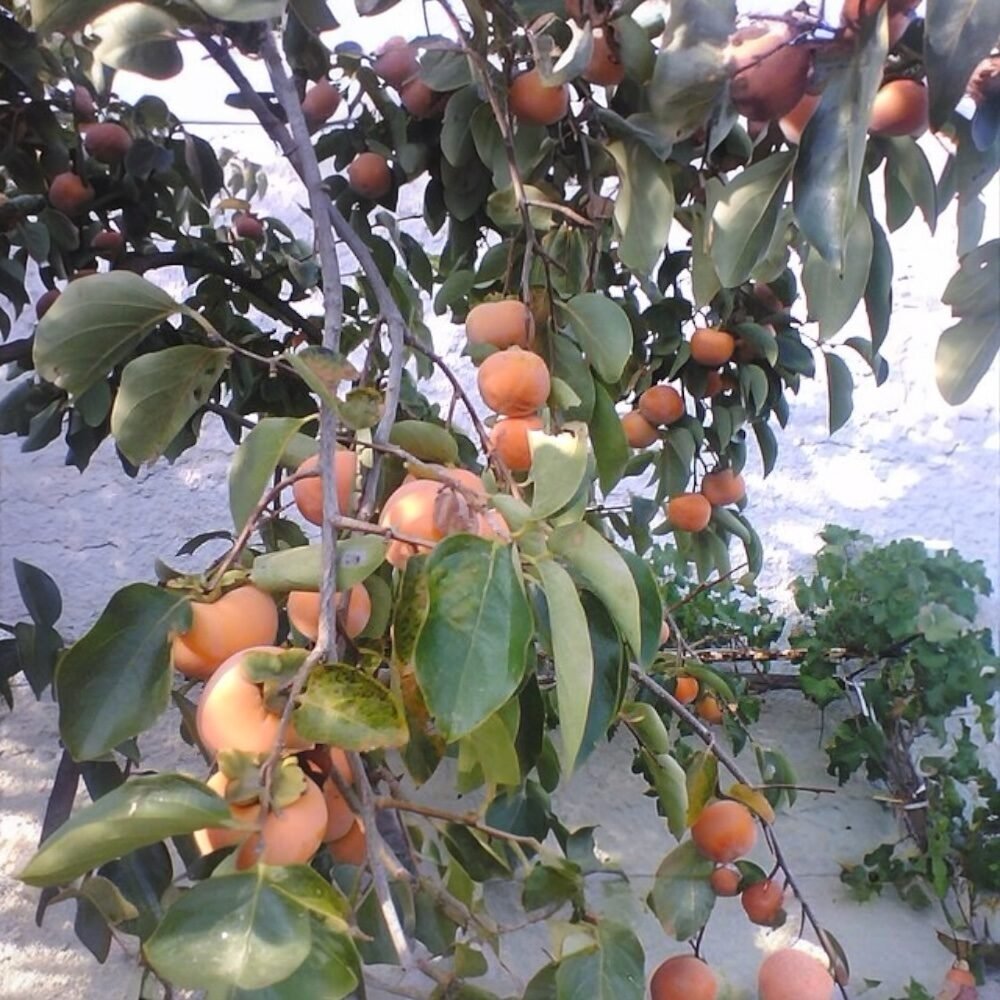Diospyros kaki 'Tipo'
