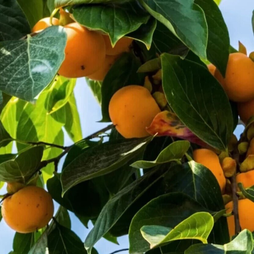 Diospyros kaki 'Vaniglia'