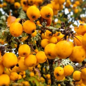 Díszalma (Malus 'Golden Hornet')