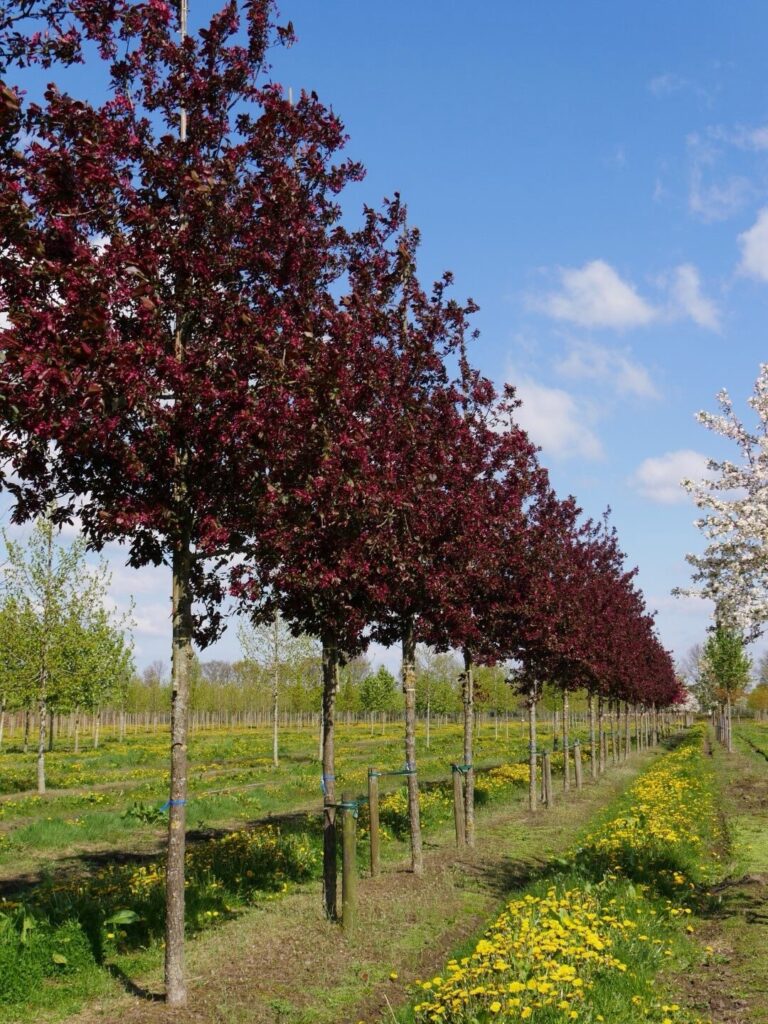 Díszalmá (Malus 'Royalty')