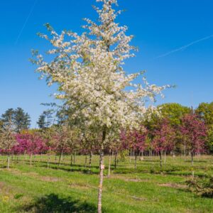 Díszalma (Malus toringo 'Brouwers')