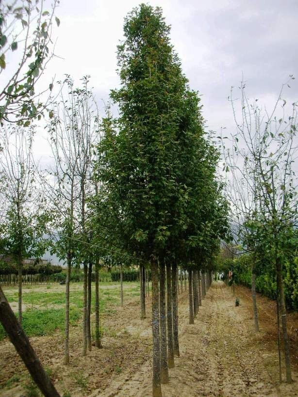 Díszalma (Malus trilobata)