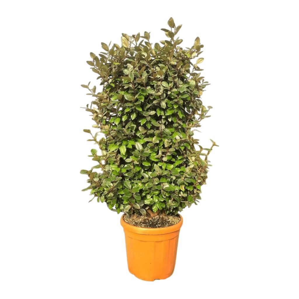 Elaeagnus ebbingei