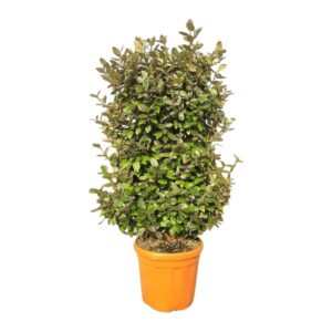 Elaeagnus ebbingei