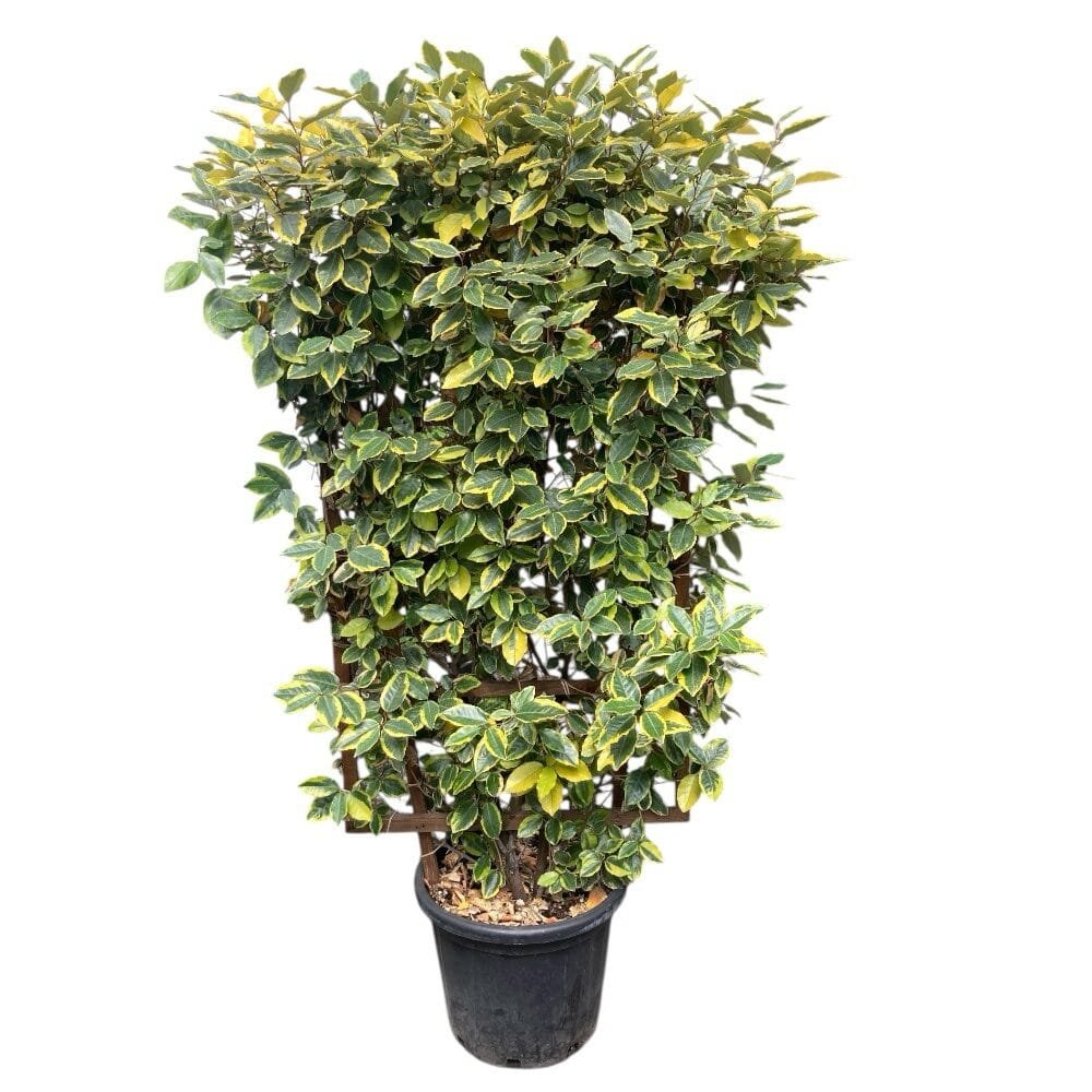 Elaeagnus ebbingei 'Viveleg'