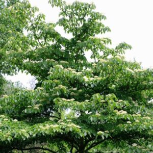 Emeletes som (Cornus controversa)